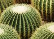 Xeriscape Costs In AZ 2025
