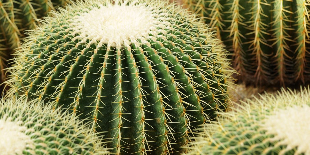 Xeriscape Costs In AZ 2025