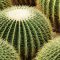 Xeriscape Costs In AZ 2025