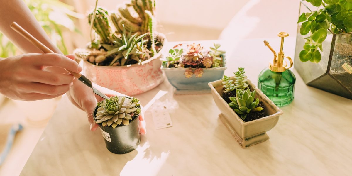 How Fast Do Succulents Grow?