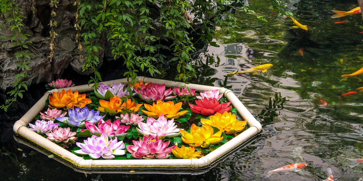 Plants To Clean Pond Water