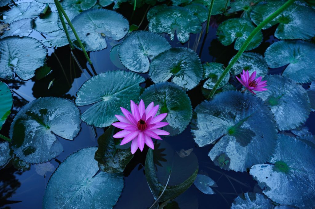 Pond Plants