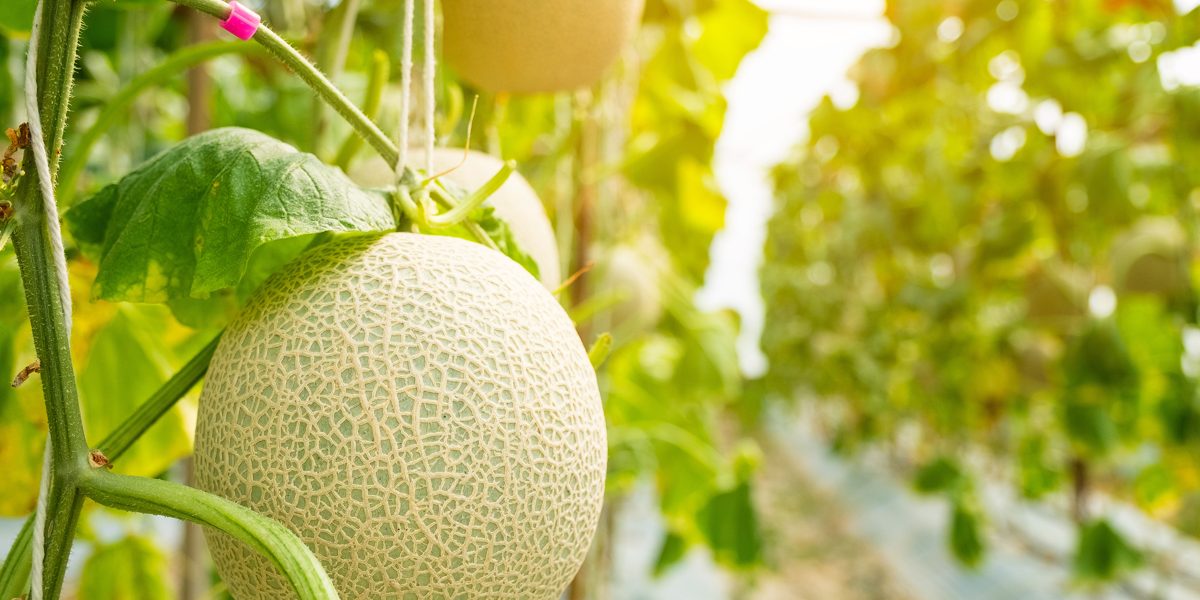 Seed-Starting Schedule By Zone Seed-Starting Schedule By Zone