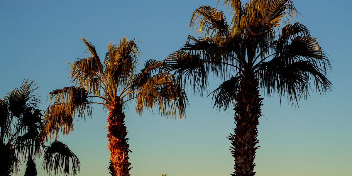 10 Fast Growing Trees In Arizona