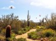 Desert Landscaping Costs Arizona 2024
