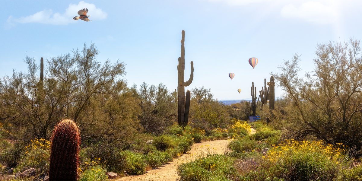 Desert Landscaping Costs Arizona 2024 Desert Landscaping Costs Arizona 2024
