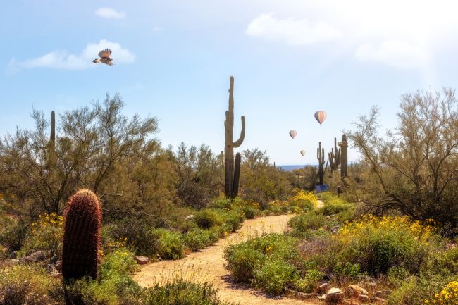 Desert Landscaping Costs Arizona 2024
