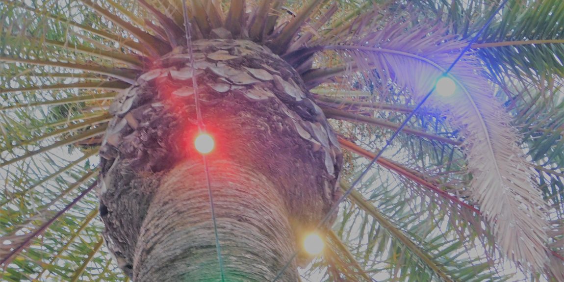 Palm Trees With Christmas Lights A DIY Wrapping Guide A&P