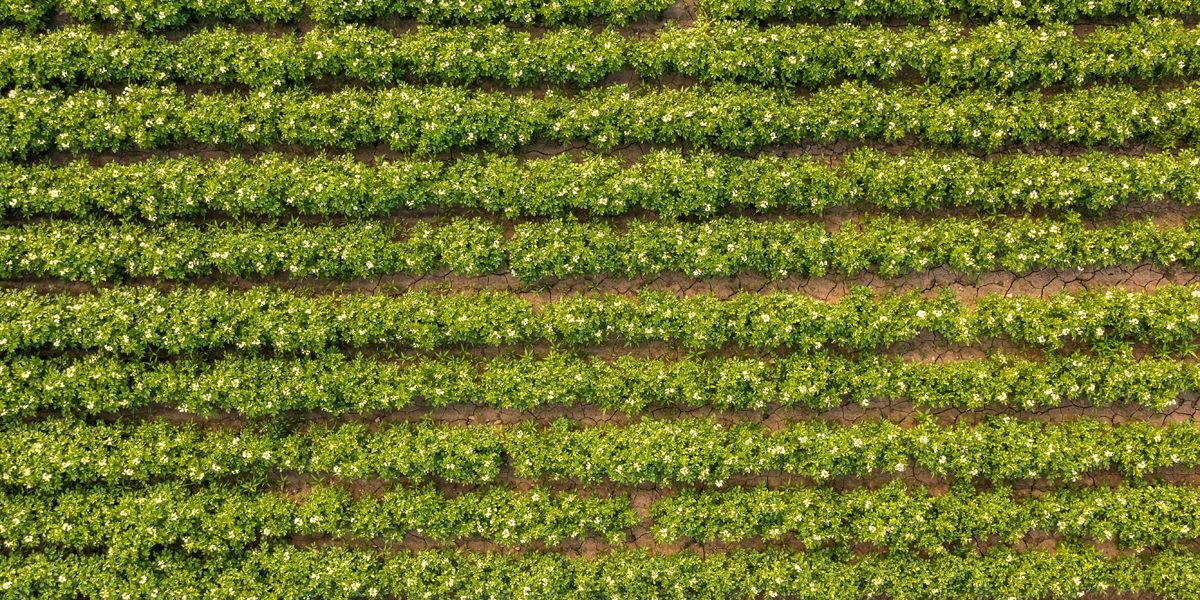 What Vegetables Grow In Arizona What Vegetables Grow In Arizona