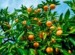 How To Plant A Citrus Tree
