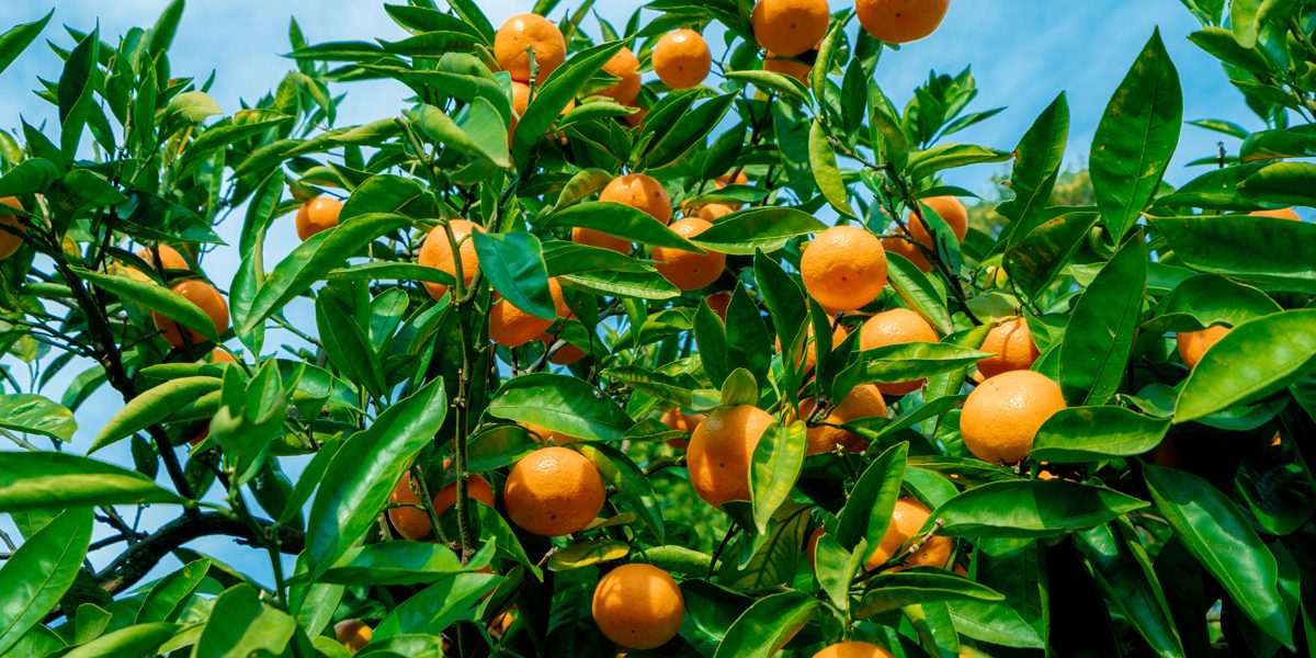 How To Plant A Citrus Tree StepByStep Guide A & P Nurseries