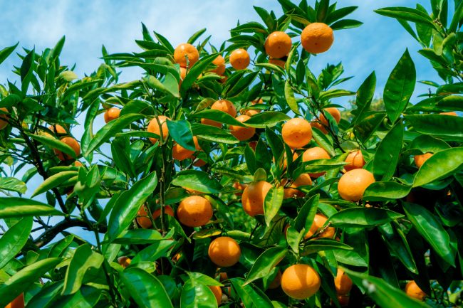 How To Plant A Citrus Tree How To Plant A Citrus Tree