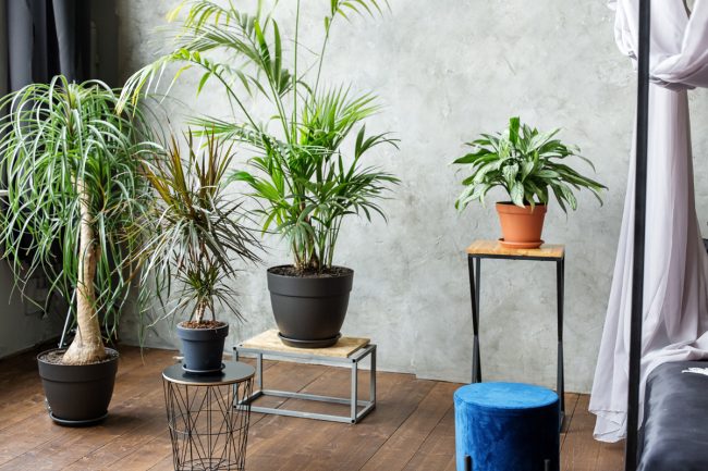 How To Take Care Of Indoor Palm Tree