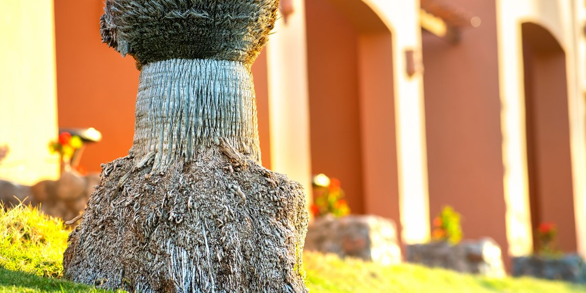 FAQ About Palm Tree Roots