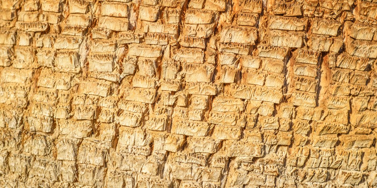 Palm Tree Trunk Damage