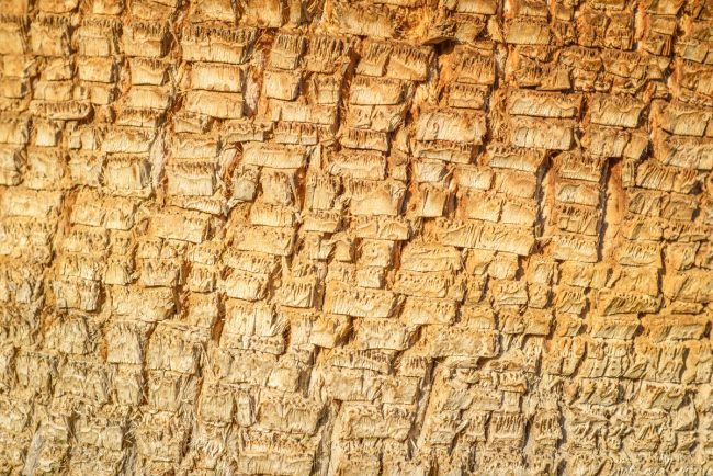 Palm Tree Trunk Damage