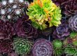 Can Succulents Survive Summer in Arizona?