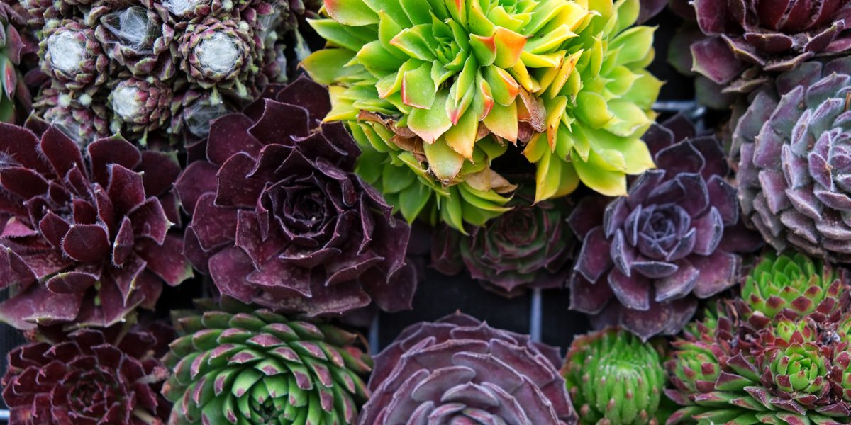 Can Succulents Survive Summer in Arizona?