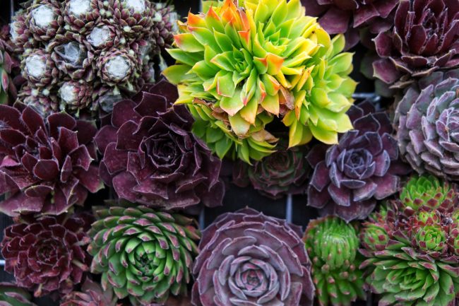 Can Succulents Survive Summer in Arizona?
