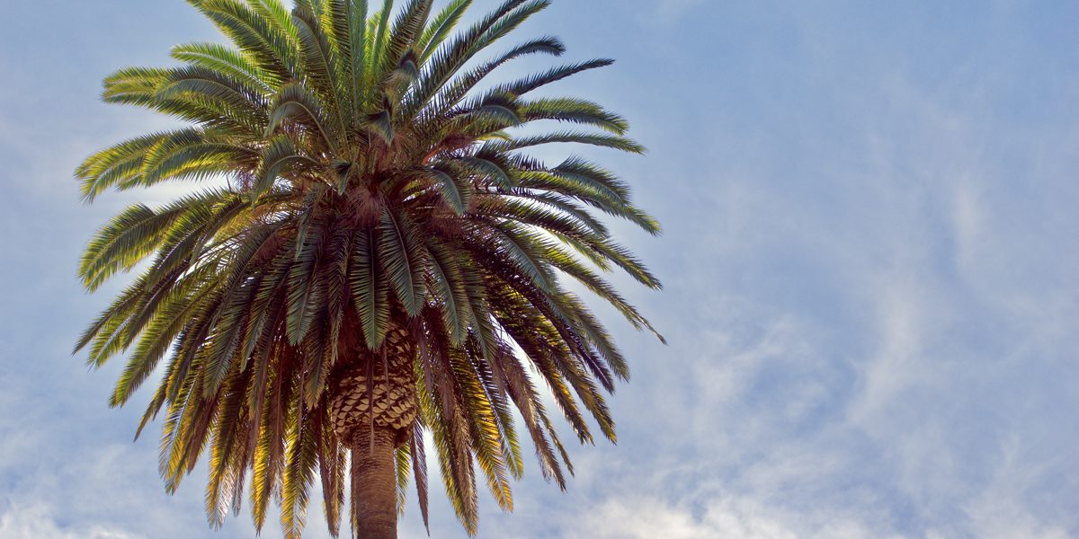How To Trim A Queen Palm Tree 3 Steps A&P Nursery