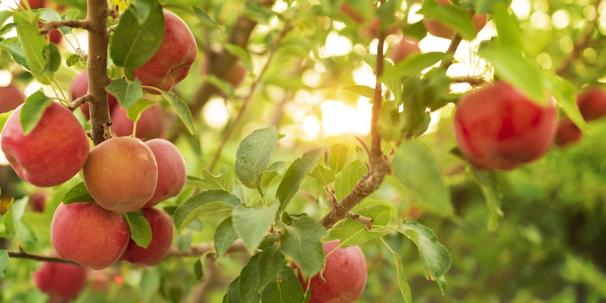 How Far Apart Do You Plant Apple Trees? A&P Nursery In Arizona