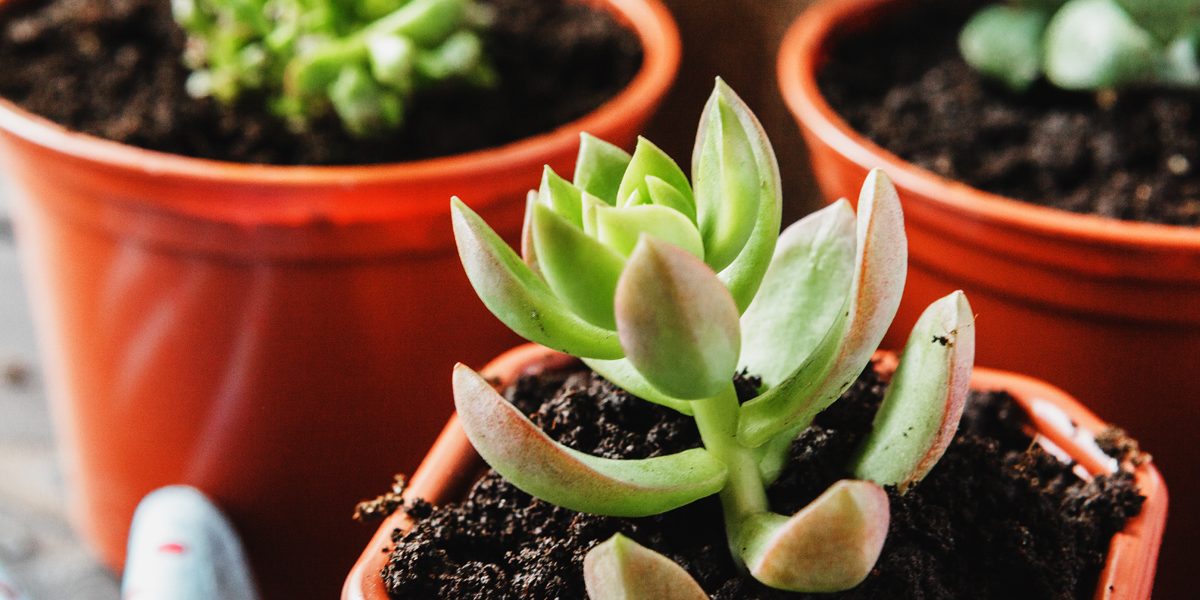 How Much Sun Do Succulents Need A&P Nursery