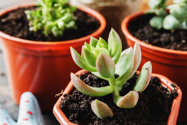 How Much Sun Do Succulents Need