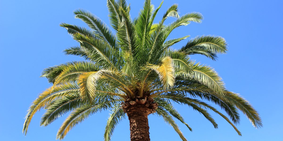How Much Does A Palm Tree Cost? - A&P Nursery