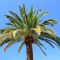 How Much Does a 20 Foot Palm Tree Cost in Arizona In 2026