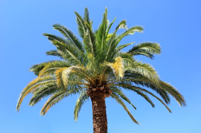 How Much Does a 20 Foot Palm Tree Cost in Arizona