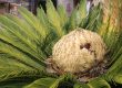 Sago Palm Problems