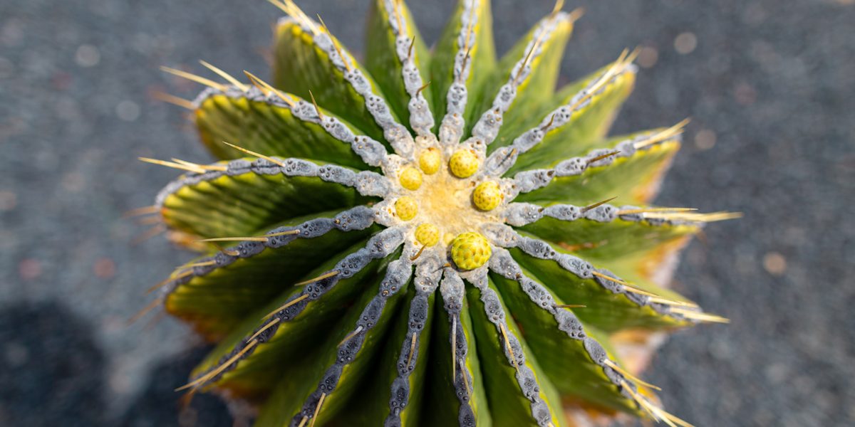 Why Is My Cactus Turning Yellow