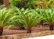 sago palm trees prices