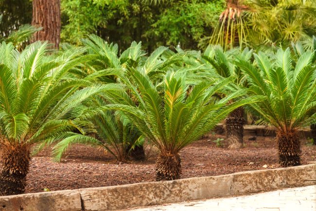 sago palm trees prices