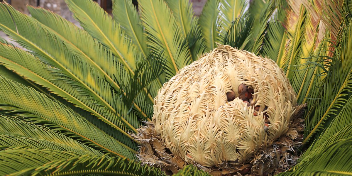 How To Trim A Sago Palm