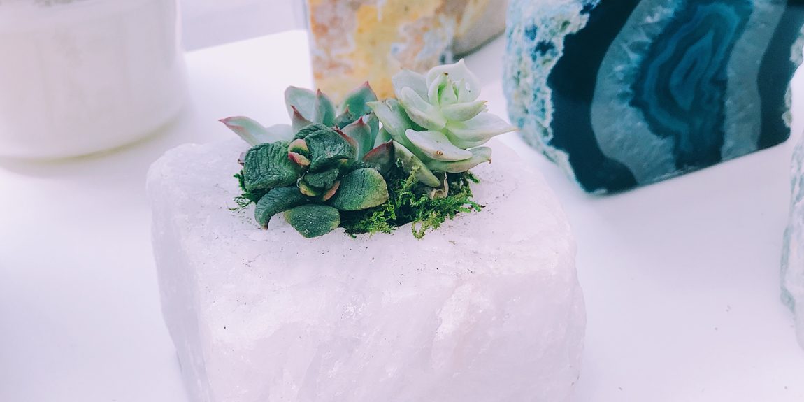 Why Are My Succulent Leaves Falling Off