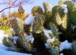 Can Succulents Survive Winter