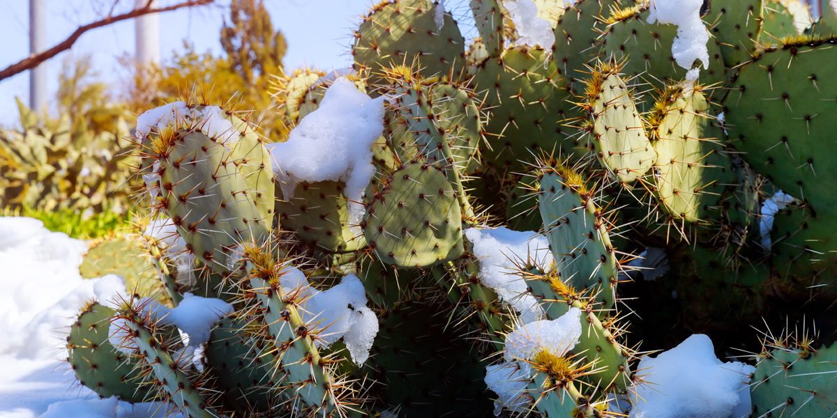Can Succulents Survive Winter