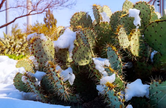Can Succulents Survive Winter
