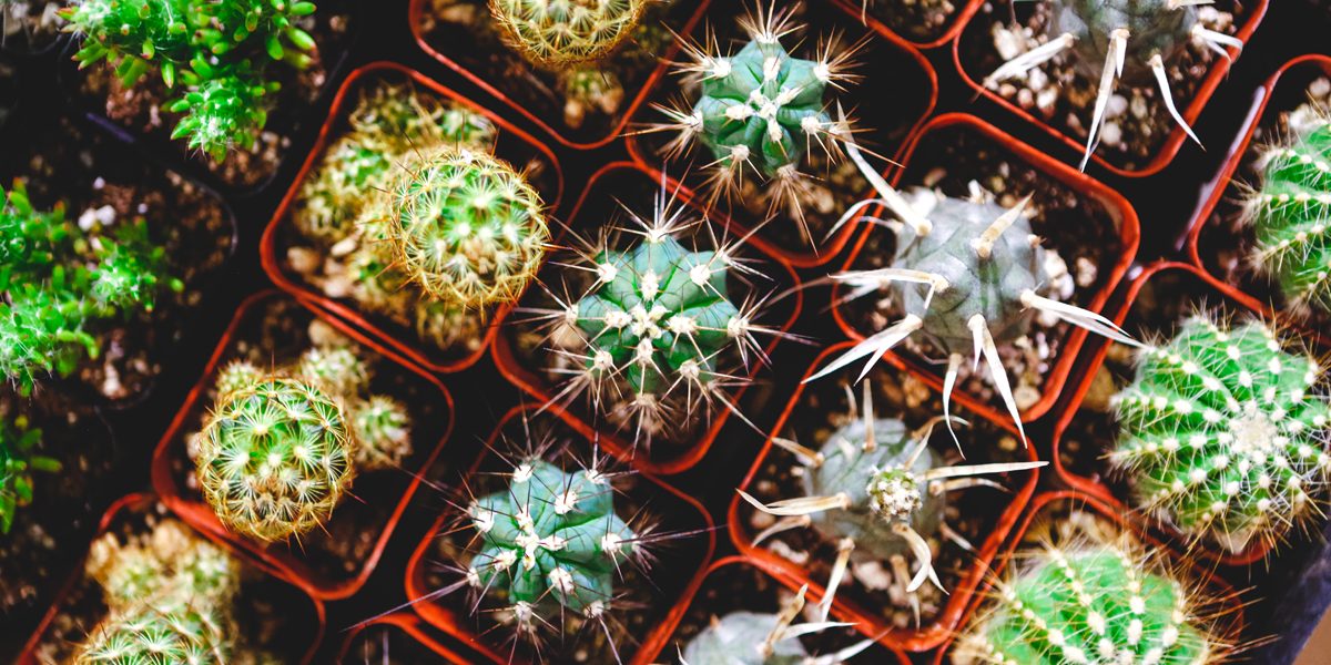 How To Keep Succulents Small