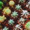 Why Your Potted Plants Struggle In East Valley Summer Heat