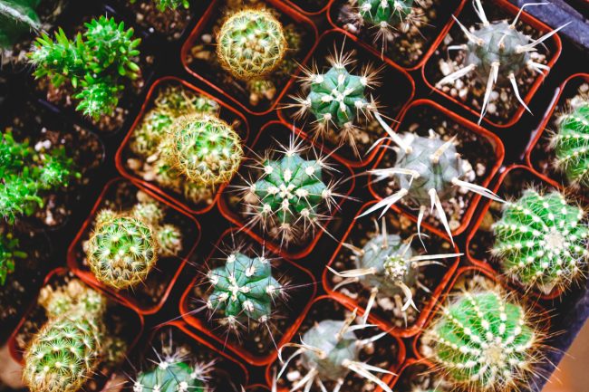 How To Keep Succulents Small