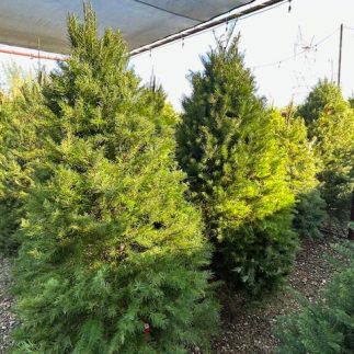 What Are The Best Privacy Bushes In Arizona