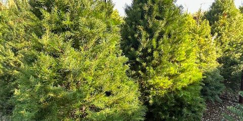 What Are The Best Privacy Bushes In Arizona What Are The Best Privacy Bushes In Arizona