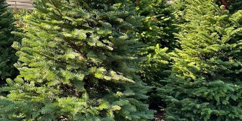Choosing a Noble Fir Tree for Christmas