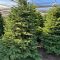 Choosing a Noble Fir Tree for Christmas