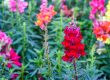 What Flowers are Good To Plant in Arizona in September