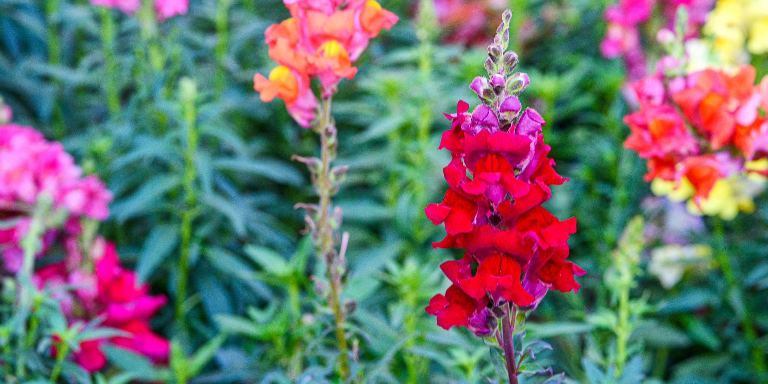 What Flowers are Good To Plant in Arizona in September