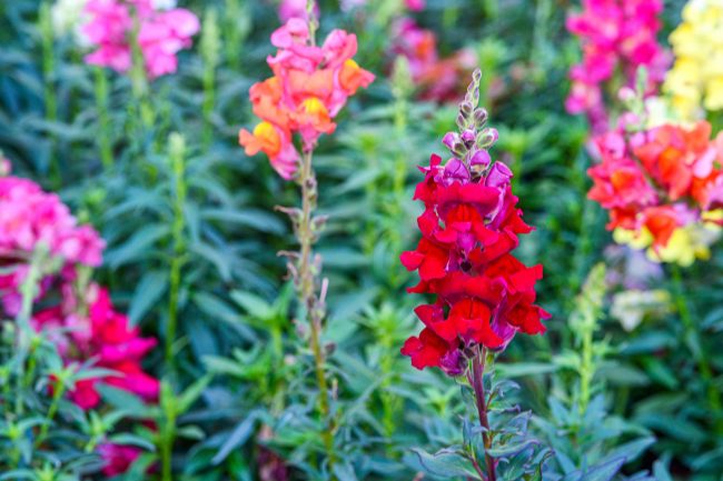What Flowers are Good To Plant in Arizona in September