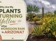 Why Are My Plants Turning Yellow After Monsoon Rain In Arizona?